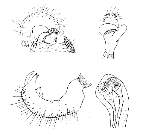 Genitália de Eurychilella figueiredoi