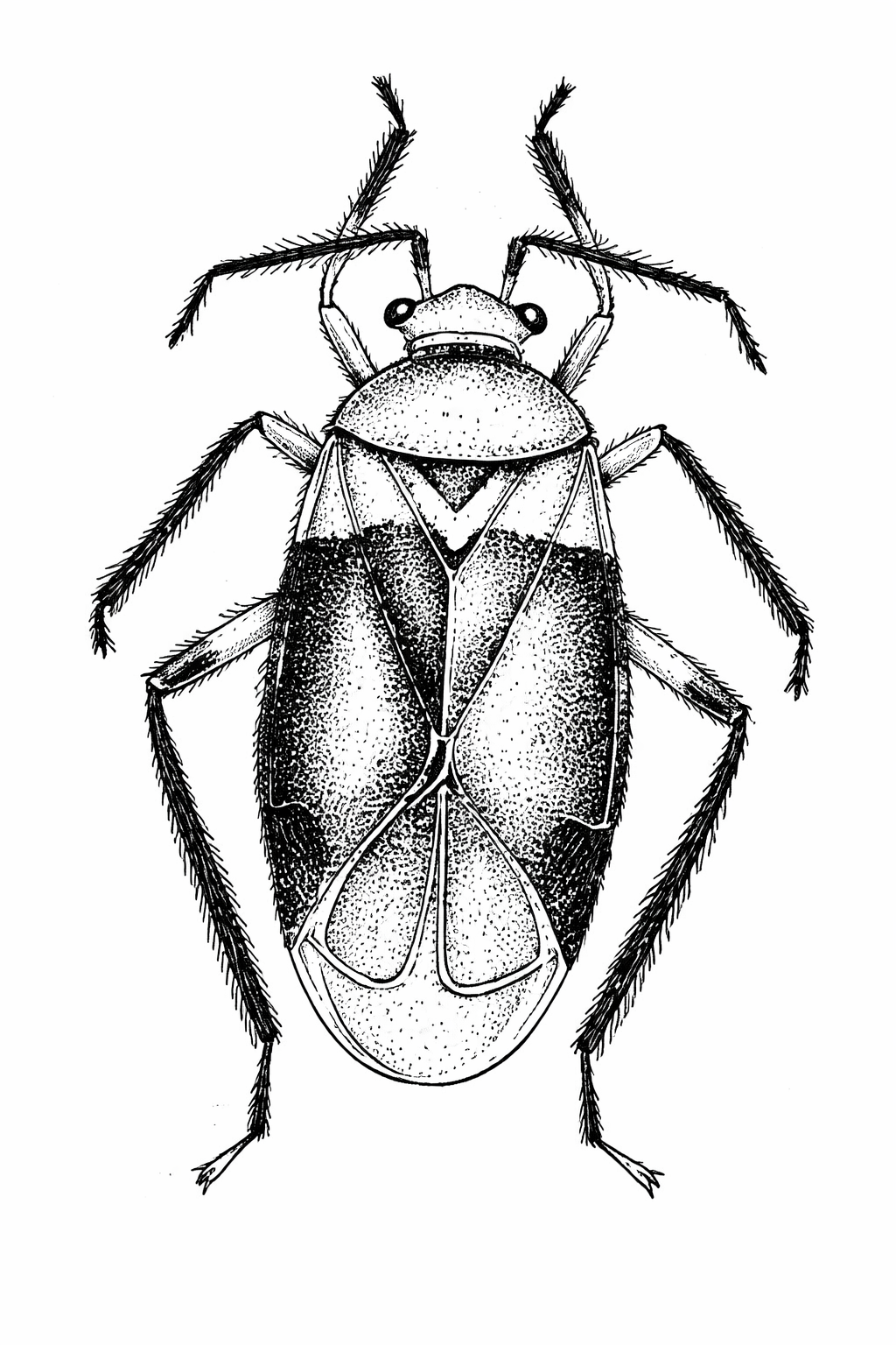 Imagem de Mecolaemus tijucanus