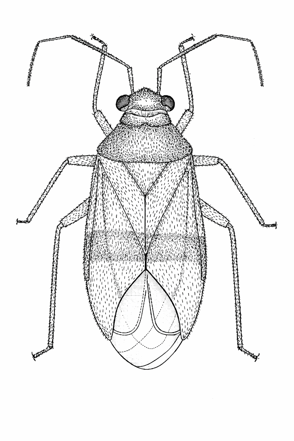 Imagem de Neella caipora