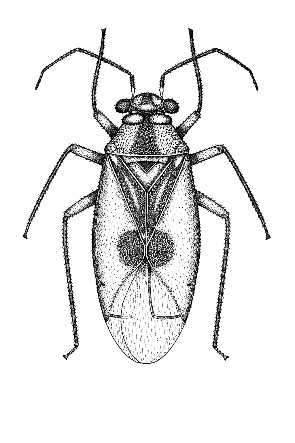 Imagem de Neella carmelitana