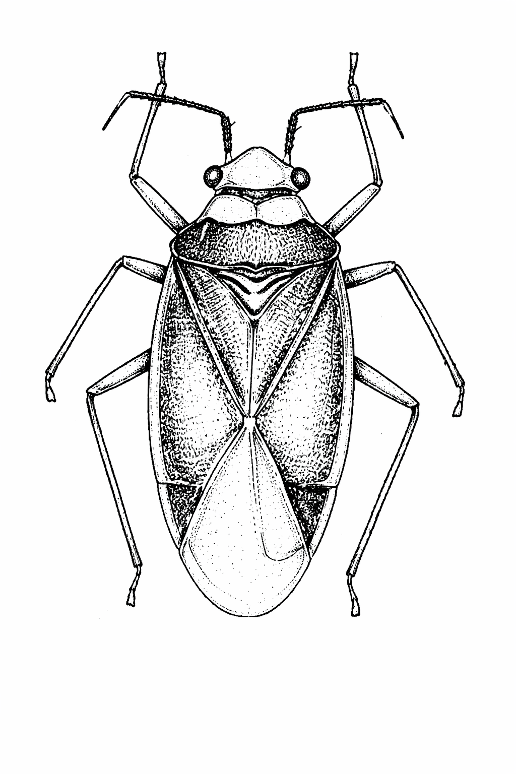 Imagem de Neella cinnamomea