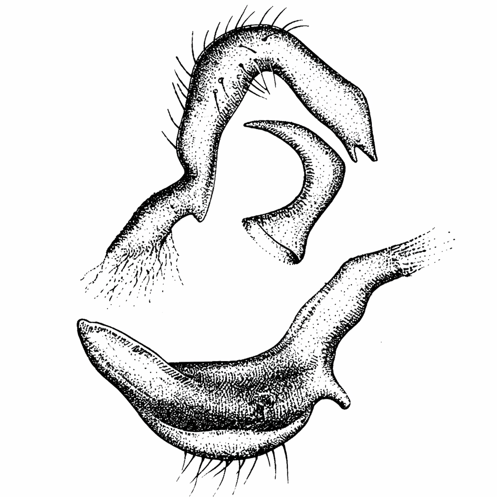 Genitália de Neella cinnamomea