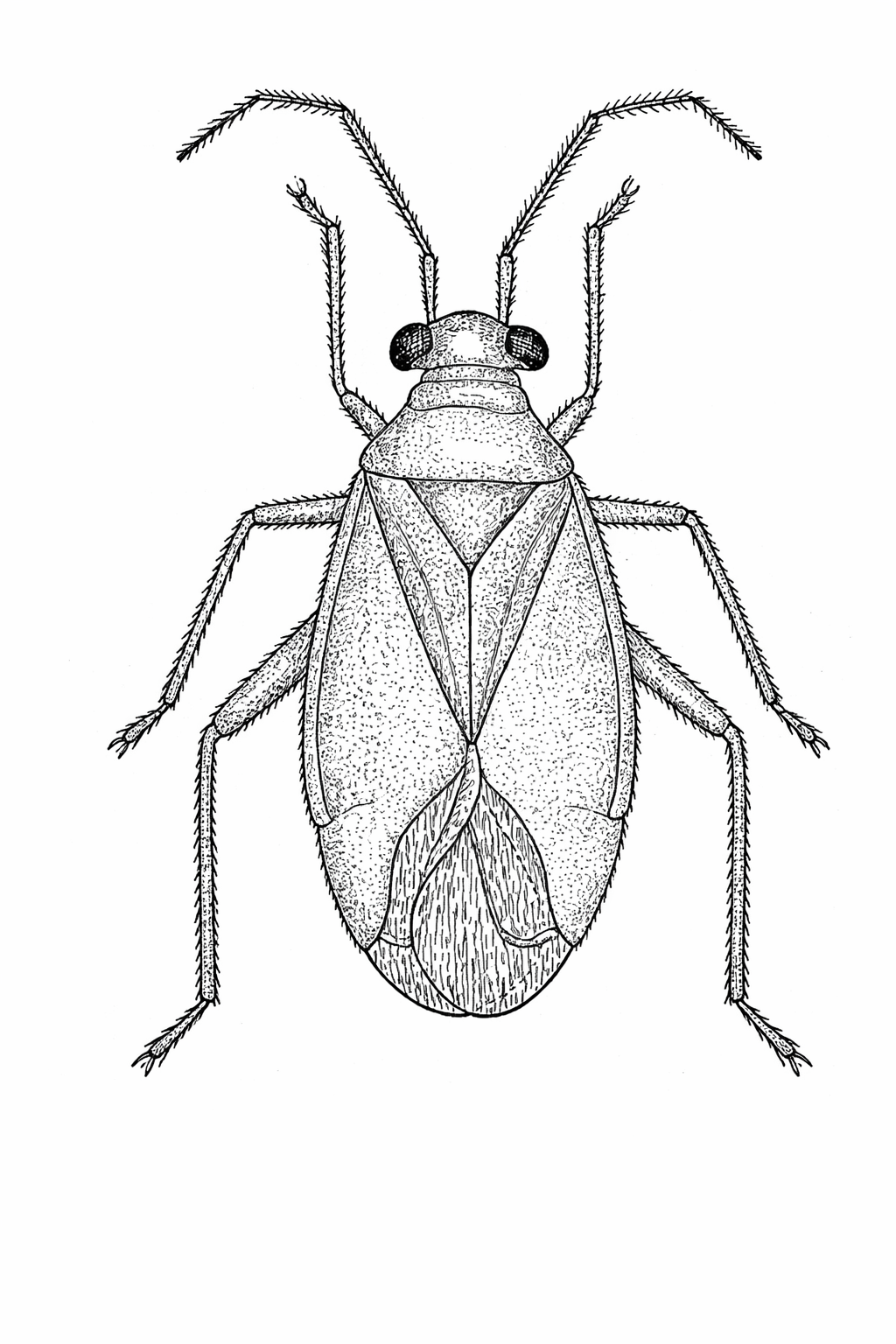 Imagem de Neella itacoaiensis