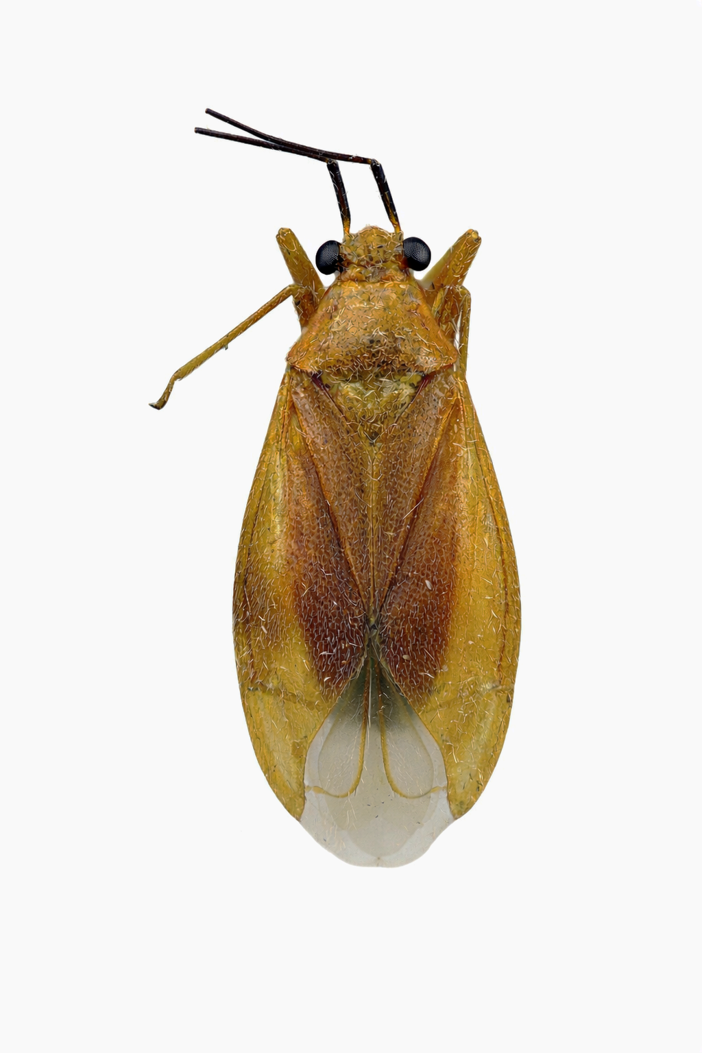 Imagem de Neella lutescens