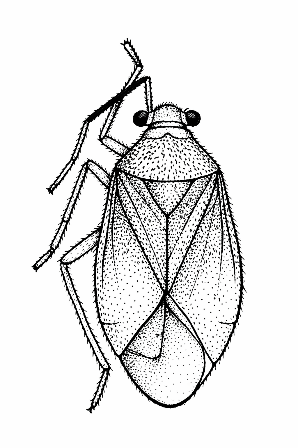 Imagem de Neella rondonia