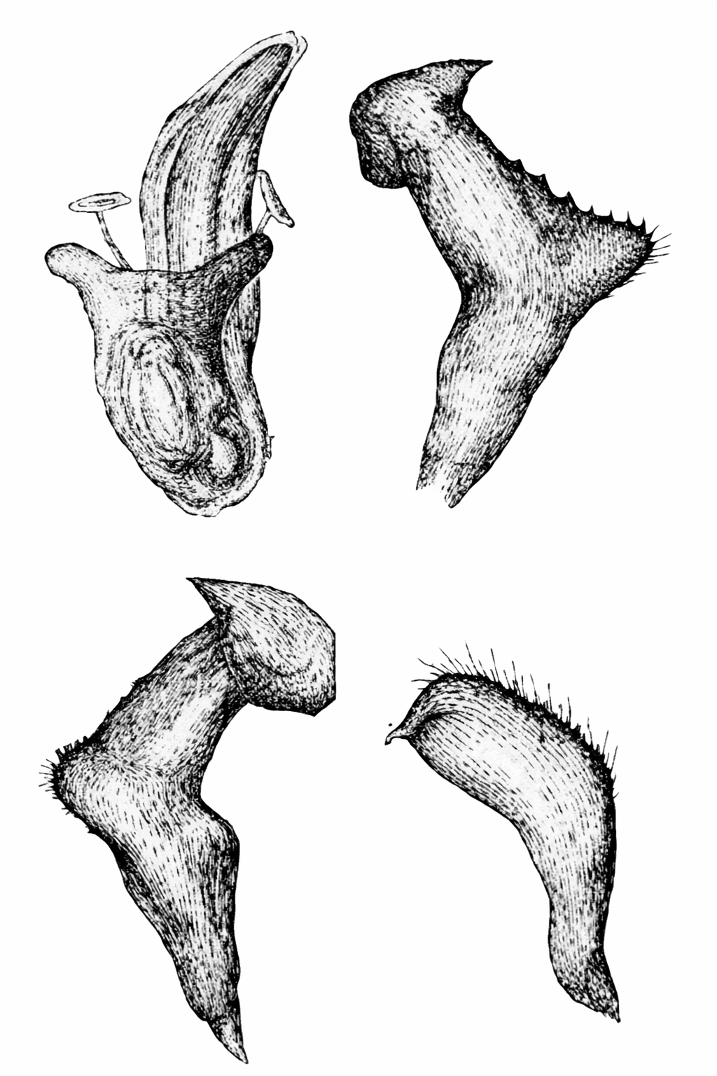 Genitália de Neofurius capichabensis