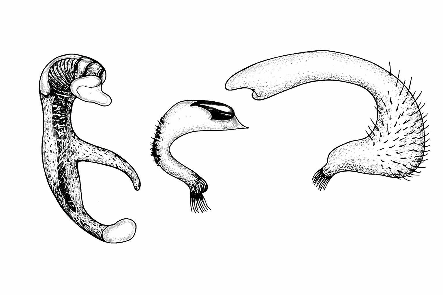 Genitália de Neofurius itatiaianus