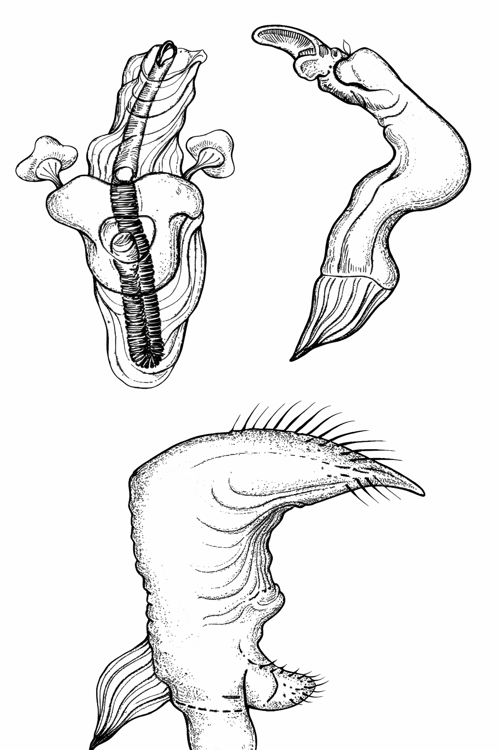 Genitália de Neofurius minensis