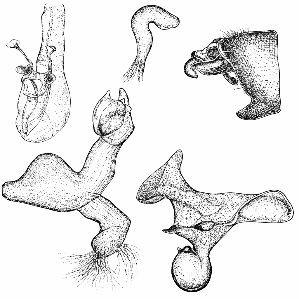 Genitália de Neofurius montei