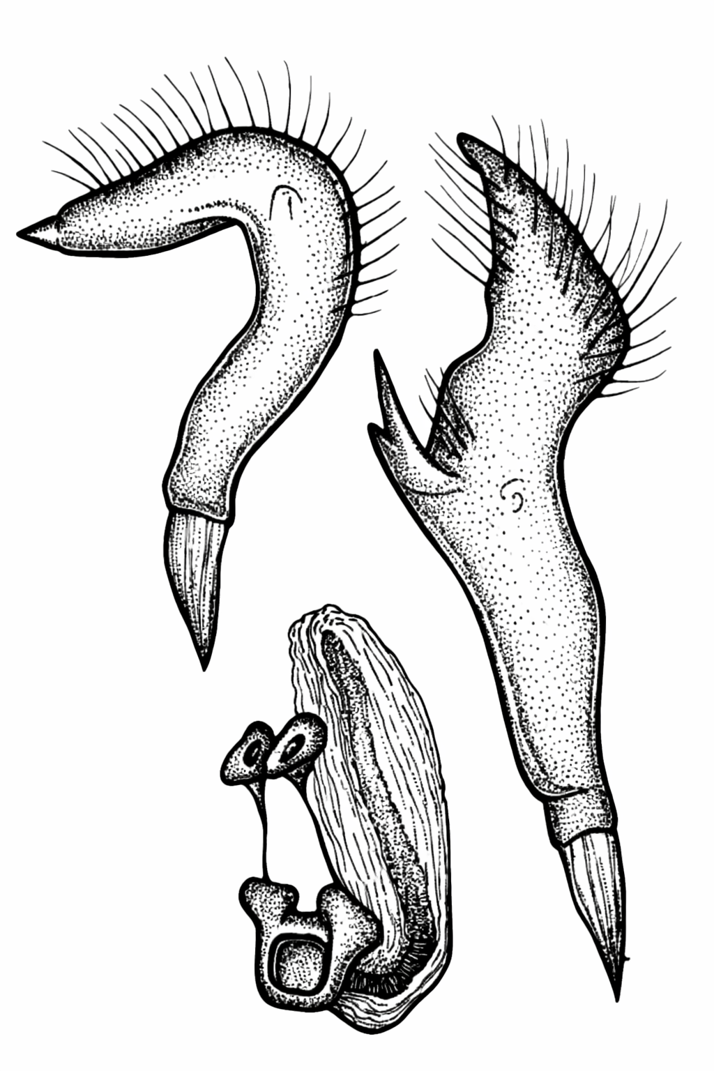 Genitália de Neofurius parauara