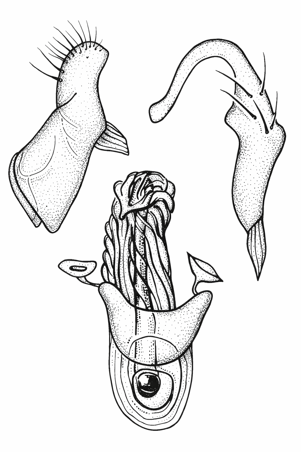 Genitália de Neofurius terezae