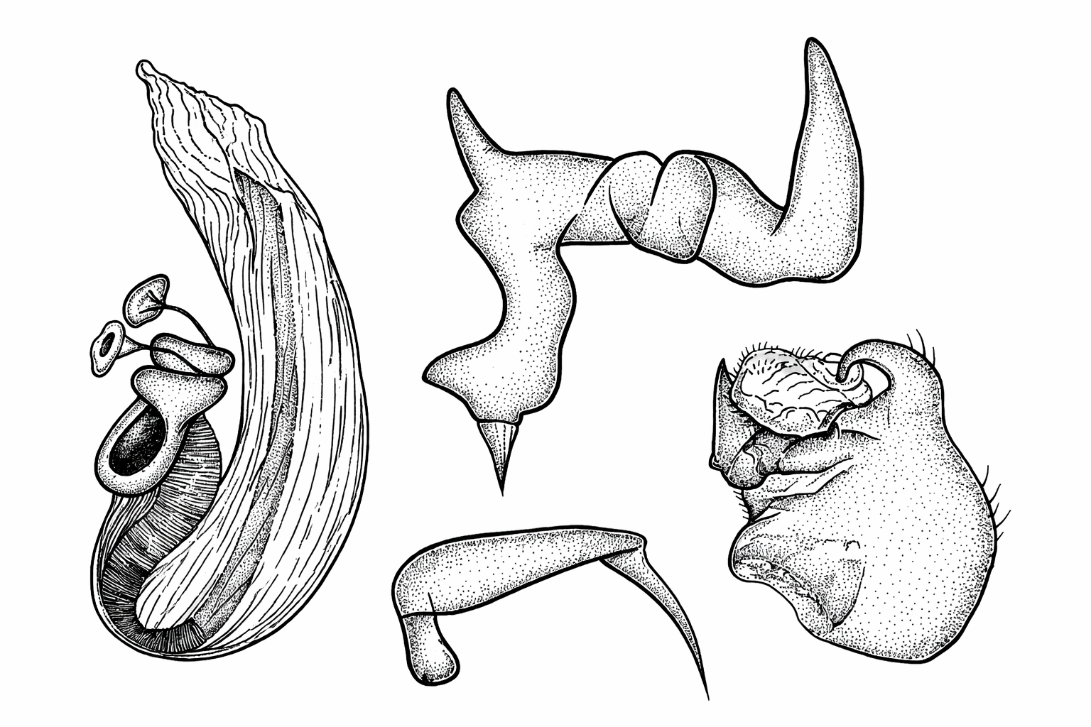 Genitália de Neofurius urucuianus