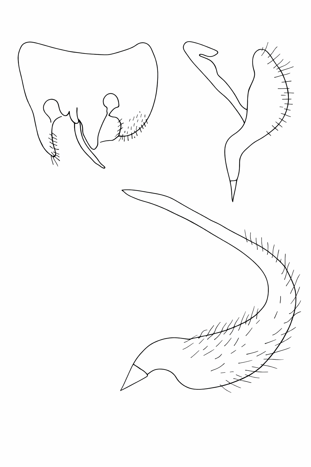 Genitália de Neoleucon sulinus