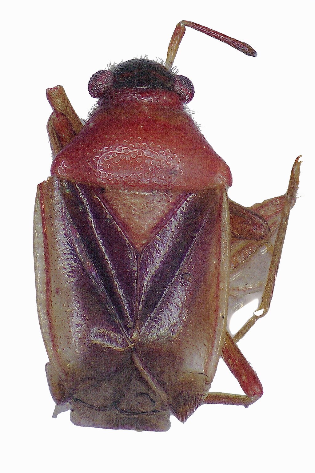 Imagem de Pachymerocerista pilosa