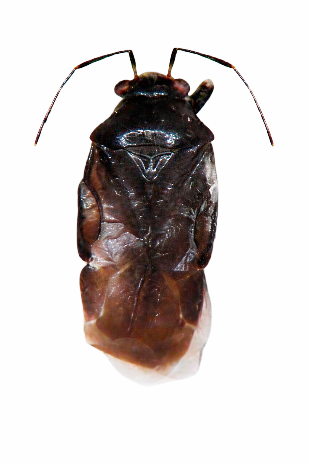 Imagem de Pachymeroceroides bromeliae