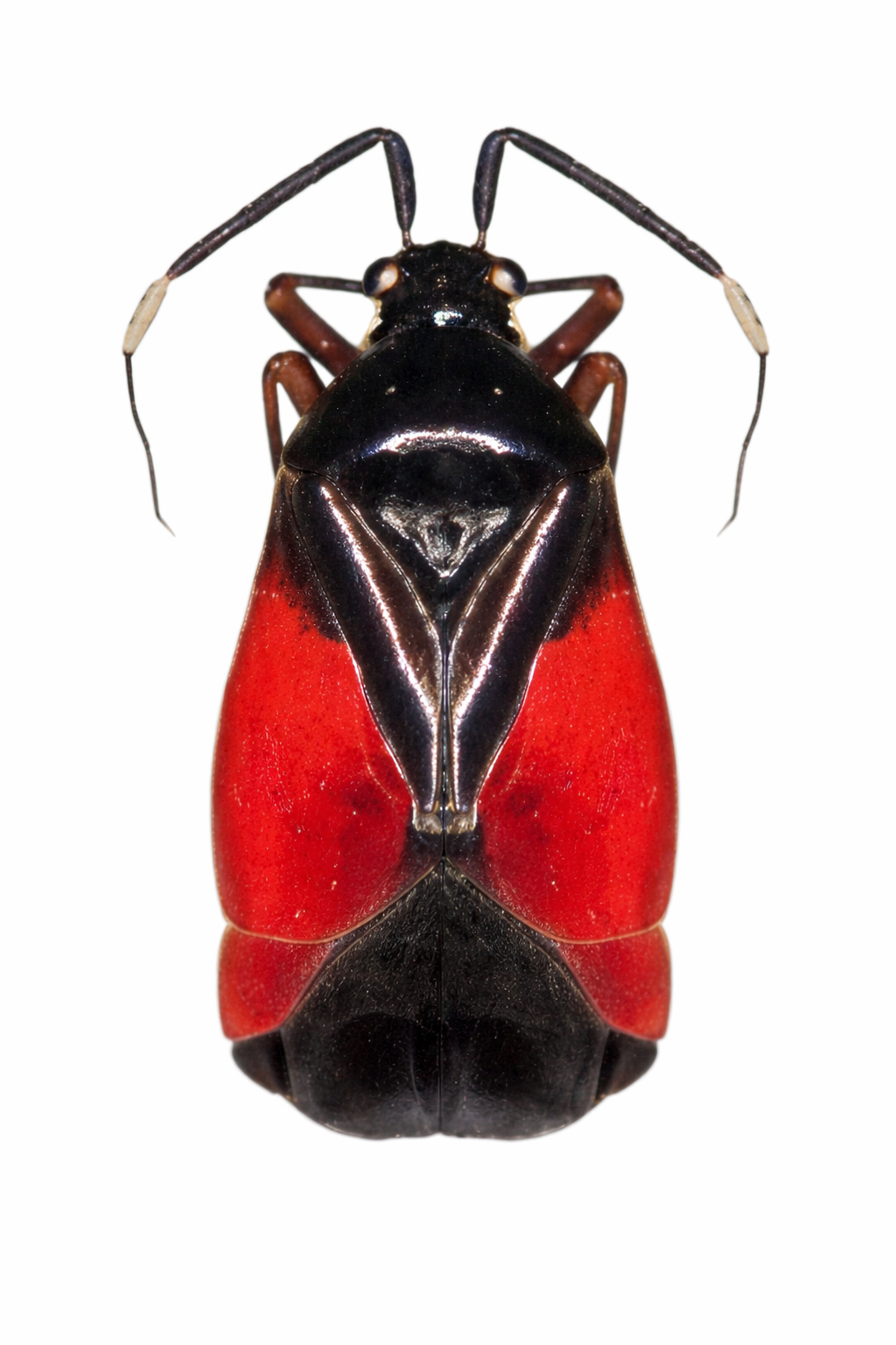 Imagem de Pachymeroceroides novabadensis