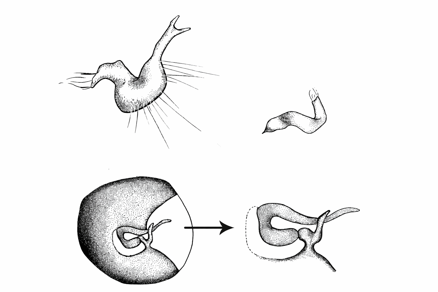 Genitália de Pachymeroceroides bromeliae