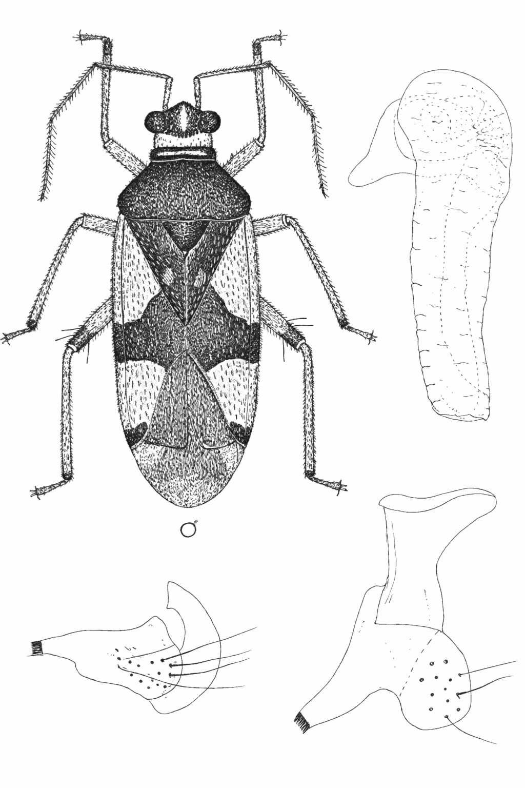Genitália de Pseudobryocoris bicolor