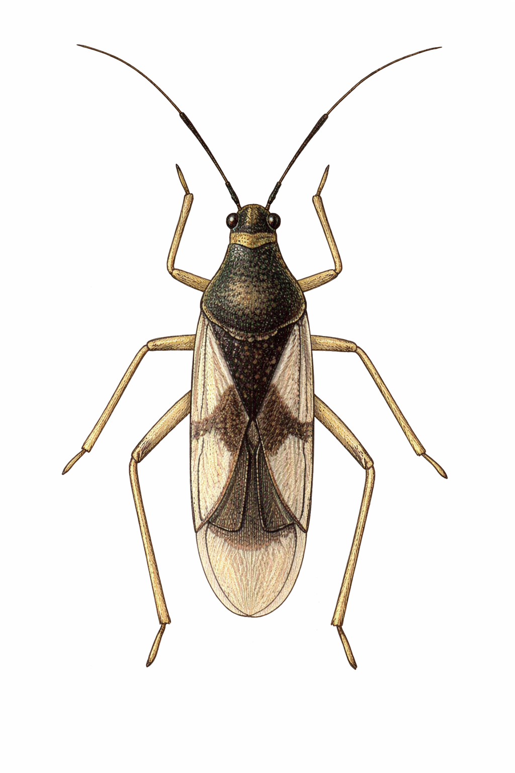 Imagem de Pseudobryocoris bicolor