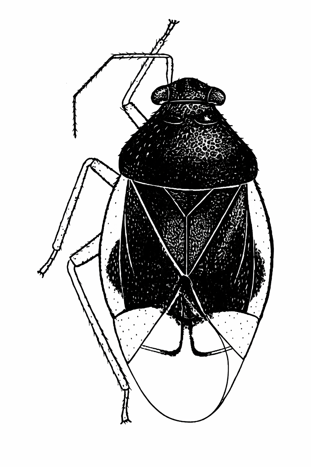 Imagem de Pycnoderes albipes