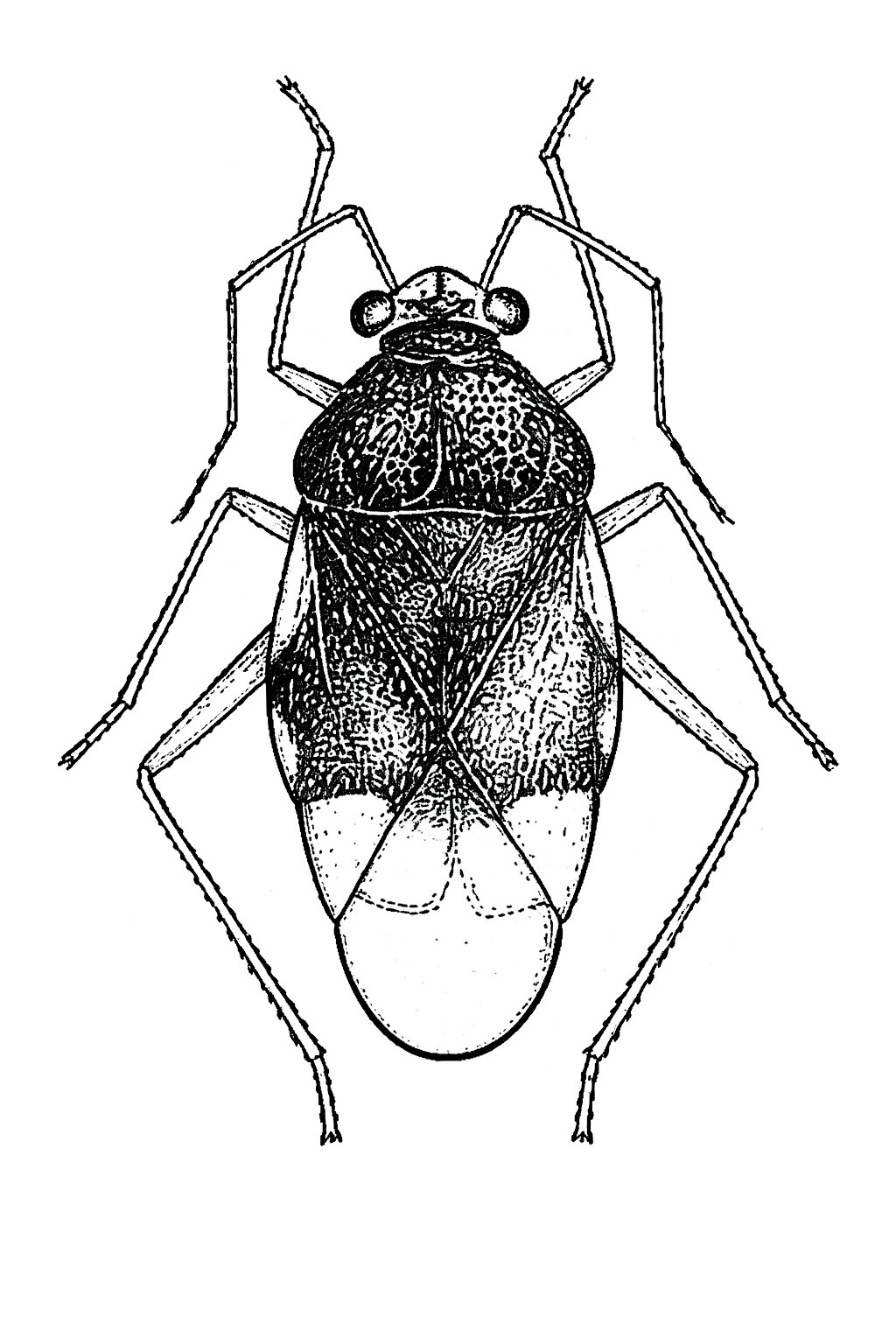 Imagem de Pycnoderes amapaenses