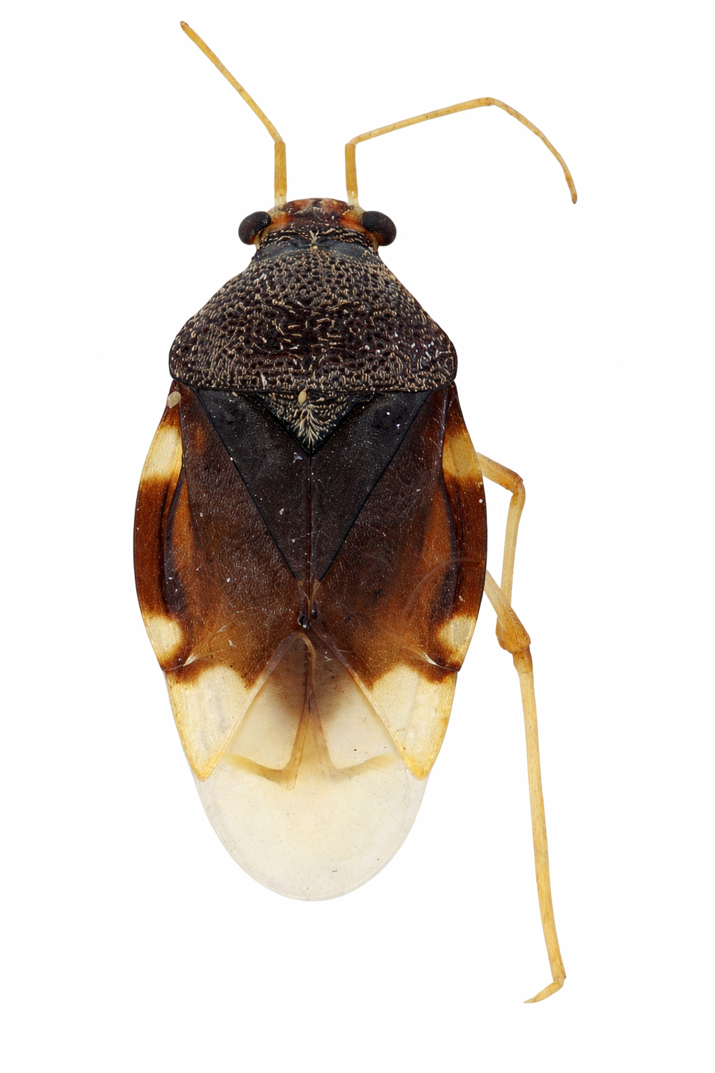 Imagem de Pycnoderes guaranianus