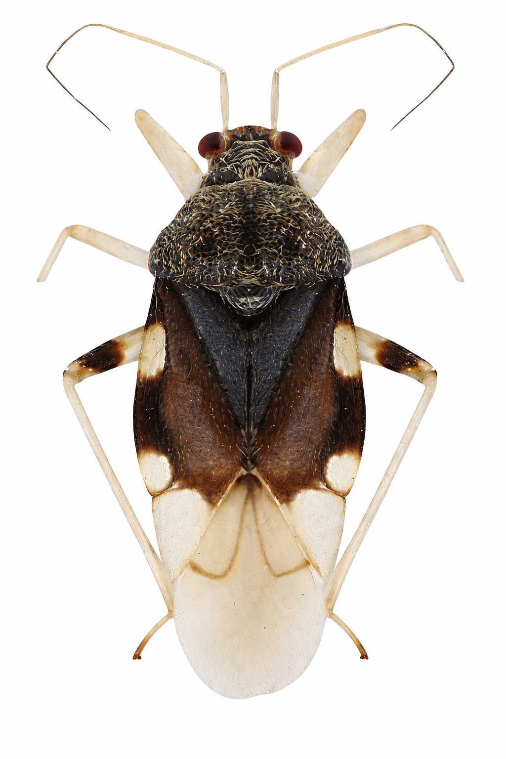 Imagem de Pycnoderes incurvus