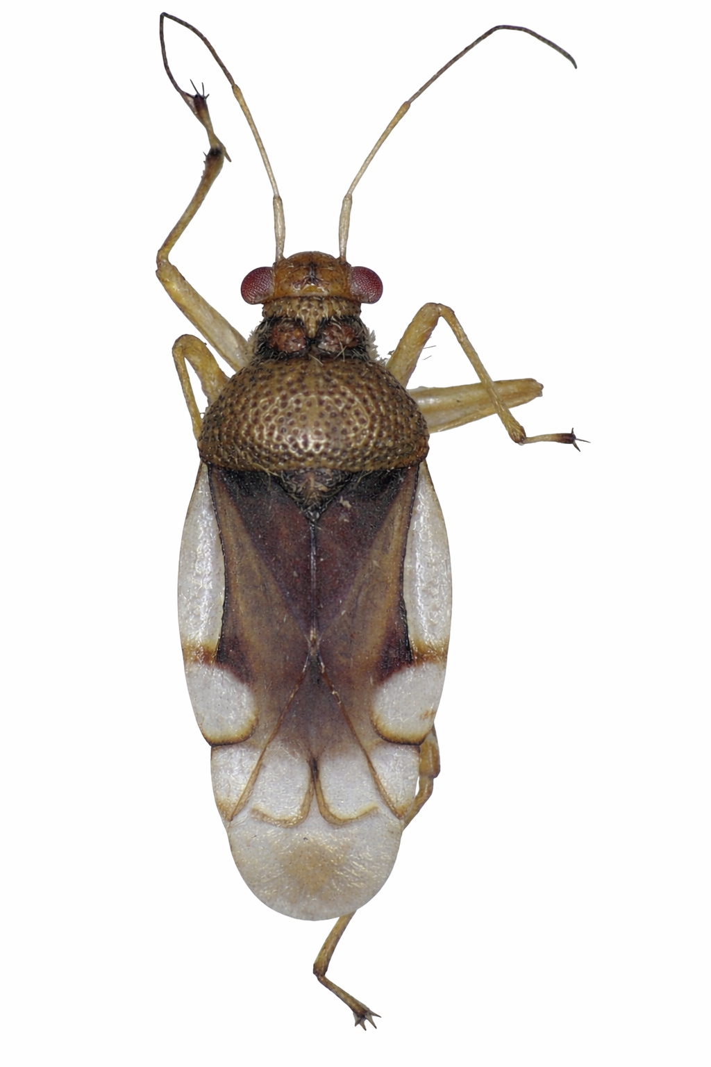 Imagem de Pycnoderes palustris