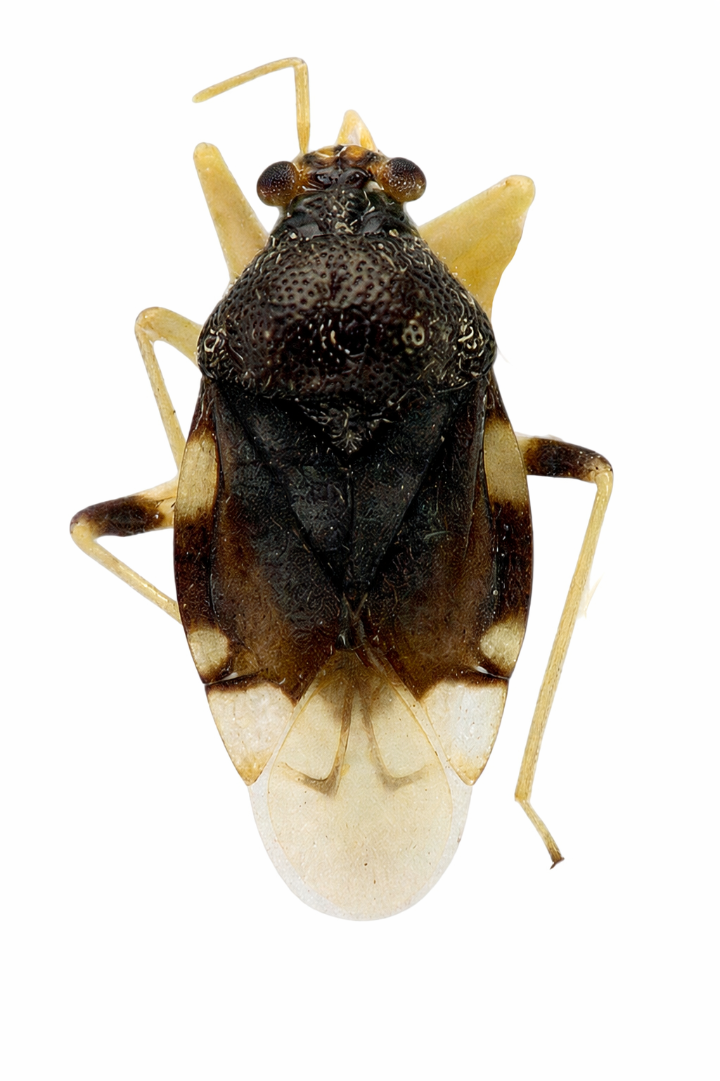 Imagem de Pycnoderes quadrimaculatus