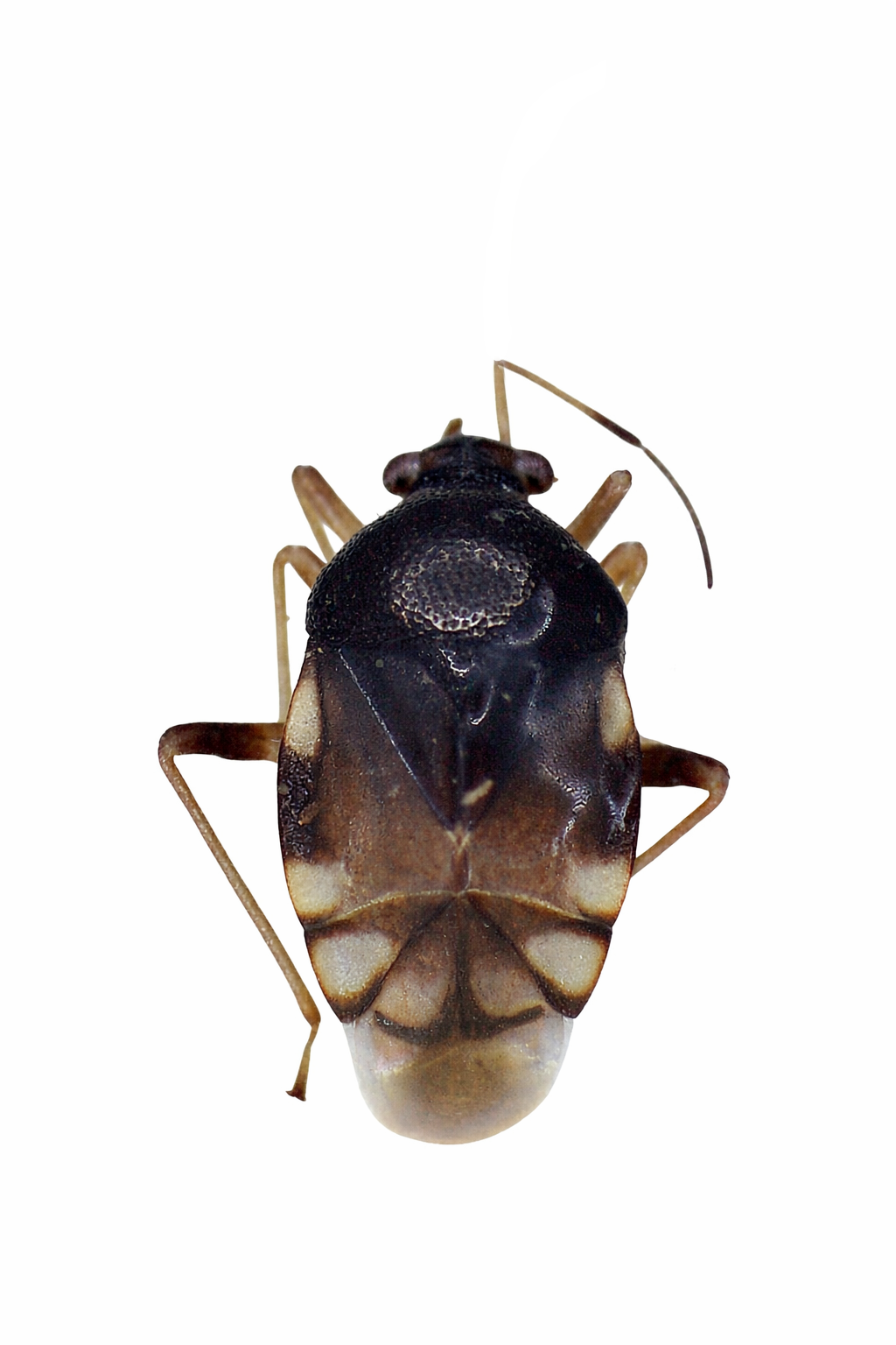 Imagem de Pycnoderes sixeonotoides