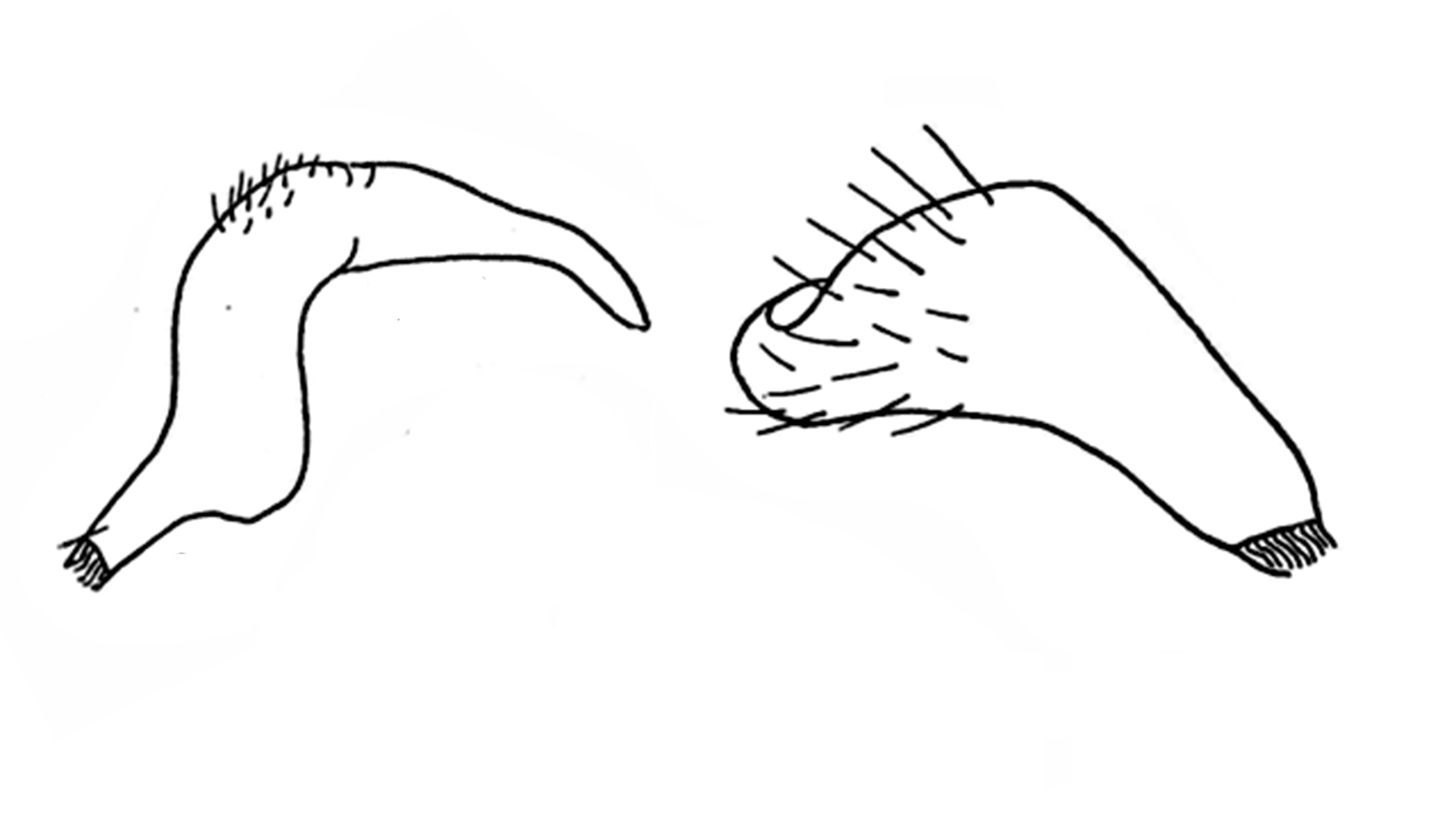 Genitália de Neella lutescens