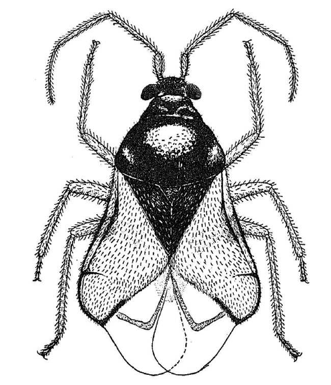 Imagem de Pycnoderes explanatus
