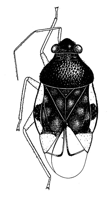 Imagem de Pycnoderes misionensis