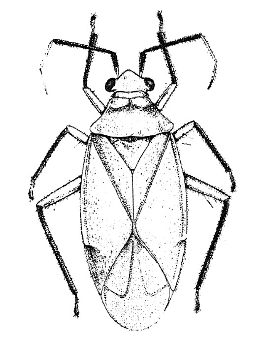 Imagem de Neella similares