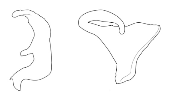 Genitália de Pycnoderes incurvus