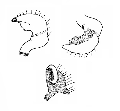 Genitália de Pycnoderes sixeonotoides