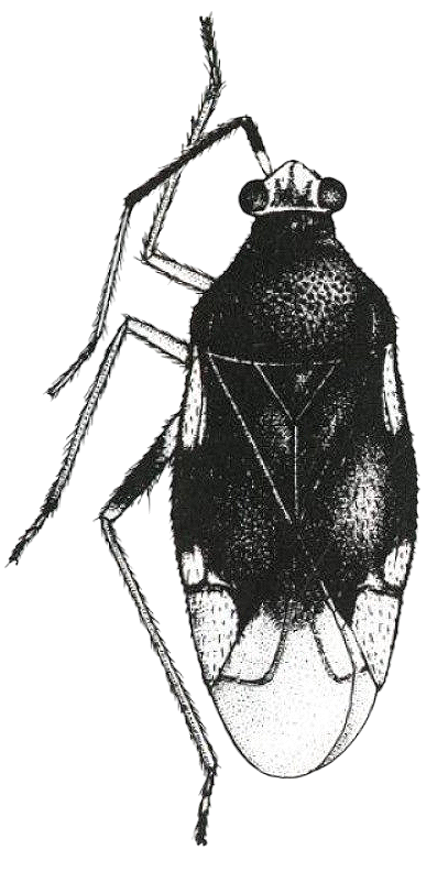 Imagem de Pycnoderes gabrieli