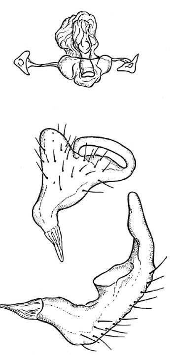 Genitália de Pycnoderes misionensis