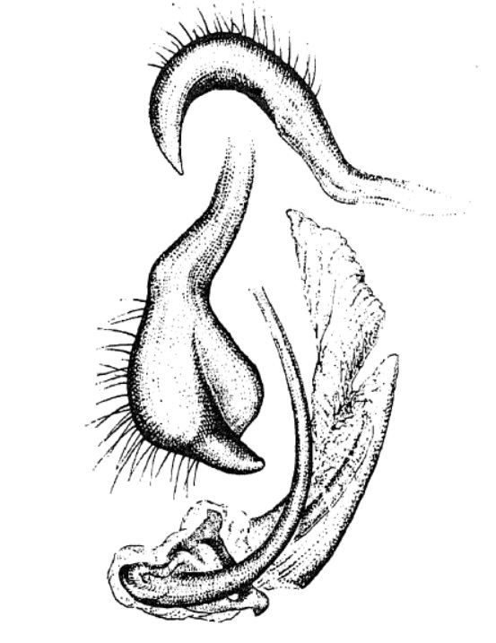 Genitália de Mecolaemus tijucanus