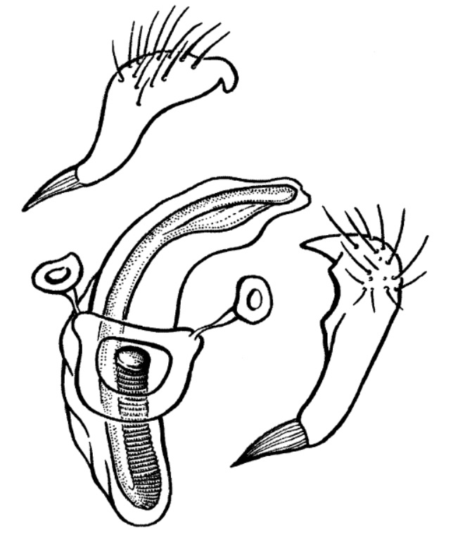 Genitália de Parafurius cunanianus