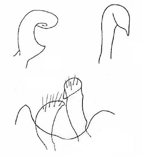 Genitália de Parafurius discifer