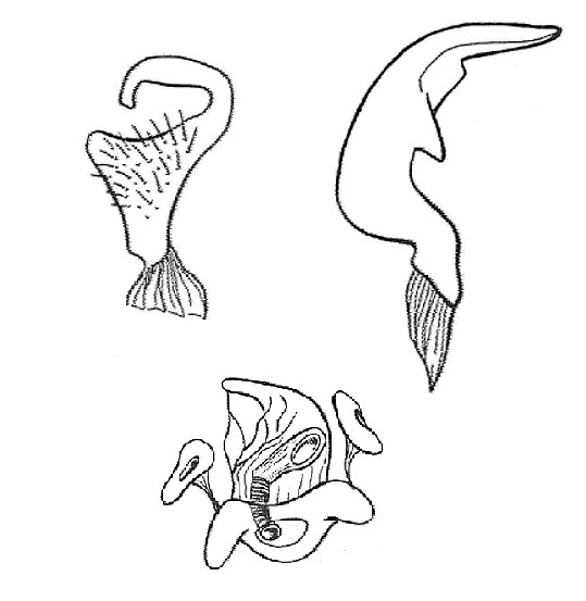 Genitália de Pycnoderes amapaenses