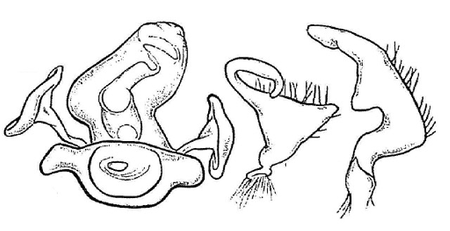 Genitália de Pycnoderes itatiaiensis