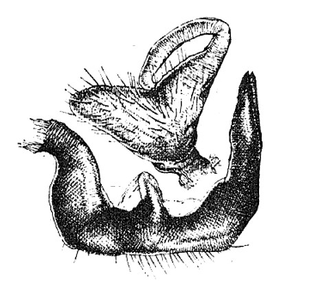 Genitália de Pycnoderes guaranianus