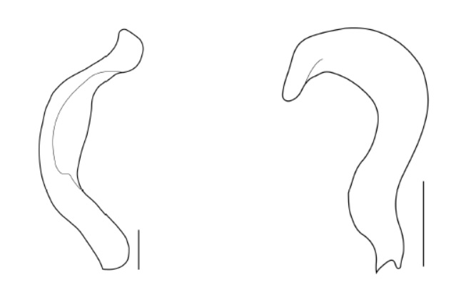 Genitália de Mecolaemus carvalhoi