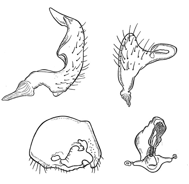 Genitália de Pycnoderes albipes