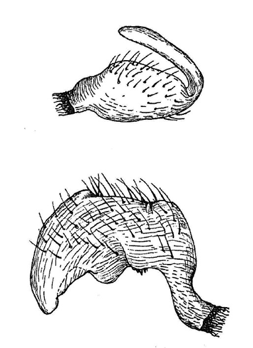 Genitália de Pycnoderes explanatus