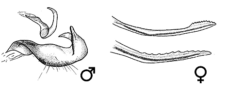 Genitália de Pachymeroceroides novabadensis