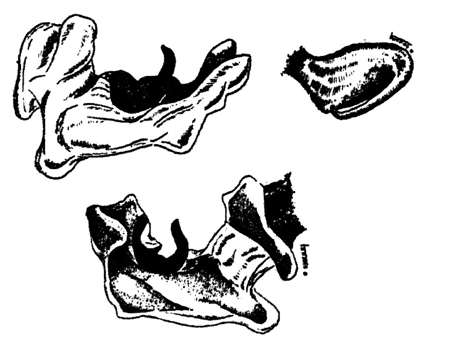 Genitália de Pycnoderes palustris