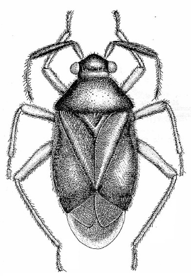 Imagem de Pachymerocerus brasiliensis